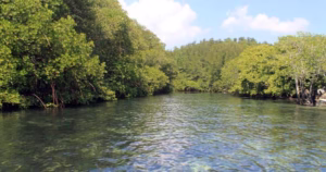 Pemandangan hutan bakau di Tanjung Benoa dengan air jernih dan pepohonan hijau yang rimbun.