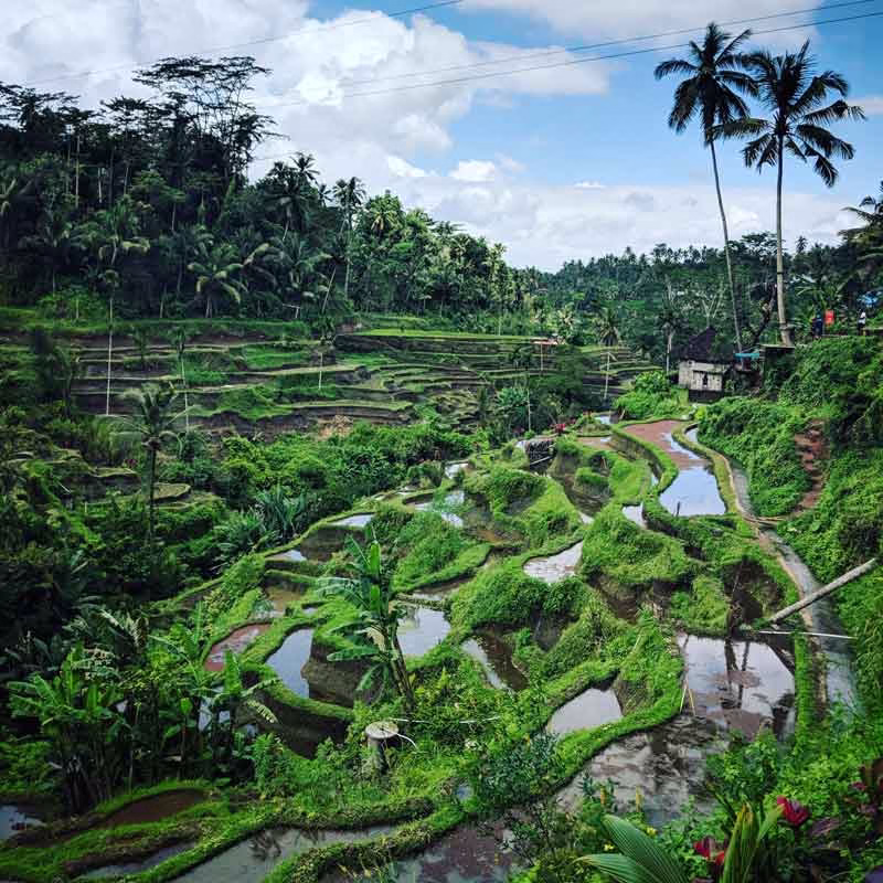 Panorama Tegalalang Rice Terrace dengan sawah bertingkat dan pohon kelapa.