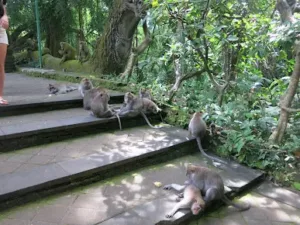 Kumpulan monyet ekor panjang bersantai di jalan setapak dalam kawasan Monkey Forest Ubud yang rimbun dan alami.