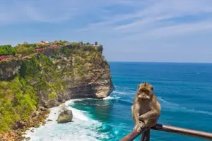 Monyet liar duduk di pagar dengan latar tebing dan laut Uluwatu Temple Bali, destinasi wisata budaya yang terkenal dengan pemandangan laut dan satwa liarnya.